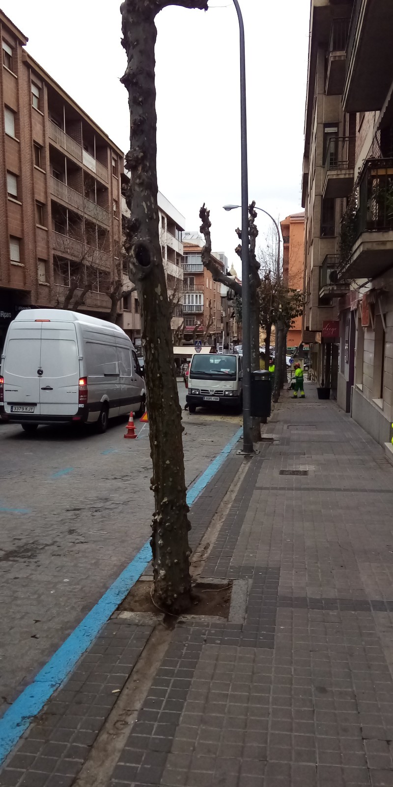 Tala de árboles en Santo Tomás.