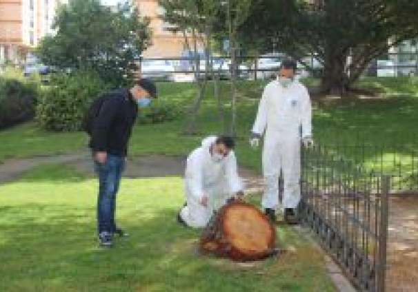2020-06-16 Comprobación estado arbolado El Peñascal1
