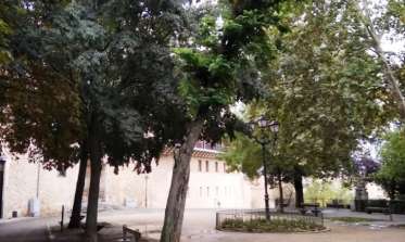 2018-11-22 Arbol paseo del Salón