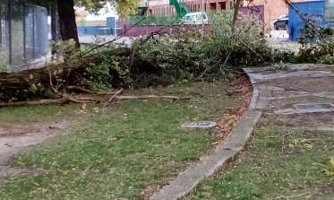 Arbol caido