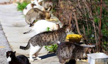 Colonia felina